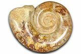 Jurassic Ammonite (Hemilytoceras) Fossil - Madagascar #365355-1